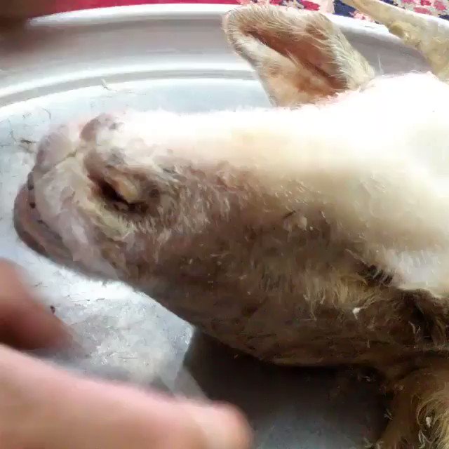 حضرت آقا:برخی ها دارن دشمن رو بزک میکنن البته تواین فیلم بزک اروپا مطرحه چون آمریکا گوسفند نیست گرگه
#بزک