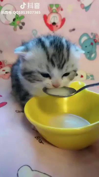 癒されるｗｗｗ子猫ちゃんがスプーンからミルクを飲んでいます！可愛すぎるｗｗｗ