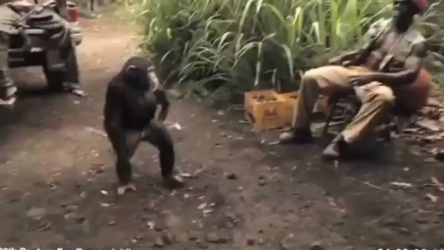 明日の動画 チンパンジーがakぶっ放す動画面白すぎてずっと笑ってるwwwww T Co Qizsx9hzti