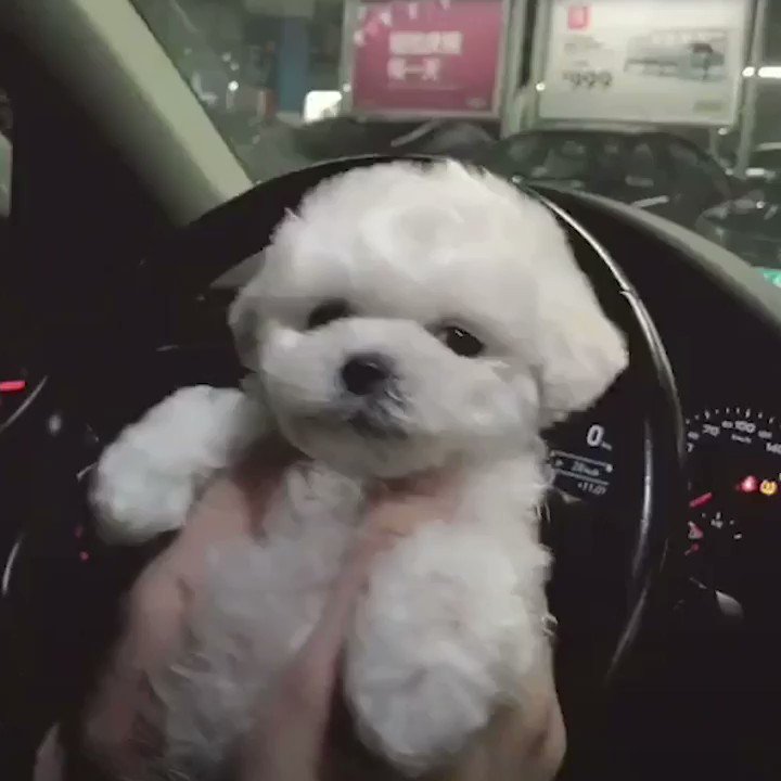 9GAG (@9GAG) on Twitter photo 15/10/2018 18:40:47 One kiss is all it takes Fallin' in love with me 🎶 One kiss is all it takes Fallin' in love with me 🎶