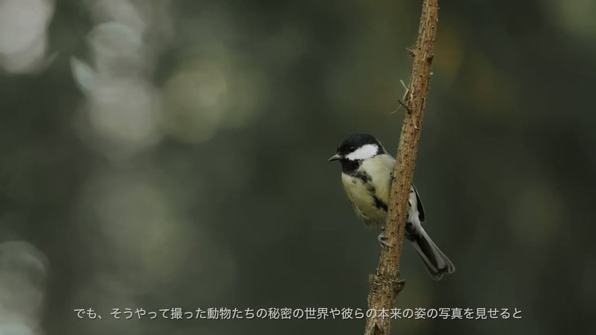 主に野鳥への餌付け問題について 主に野鳥への餌付け問題について