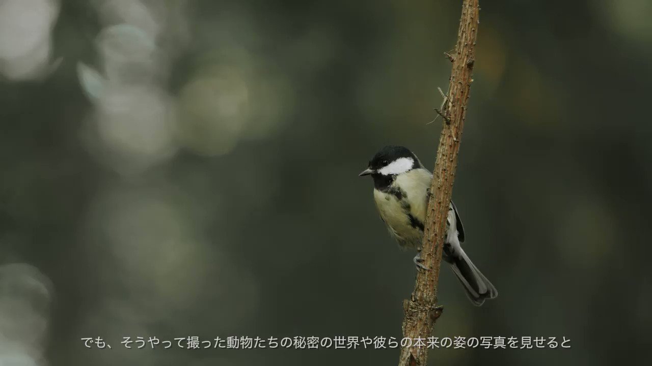 主に野鳥への餌付け問題について Twitter
