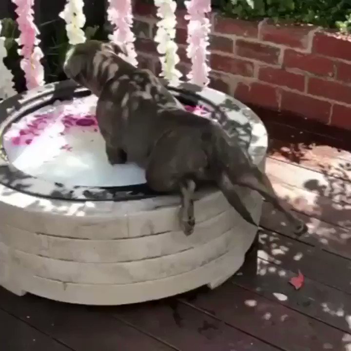 βPit bulls are bred to fightβ
Yeah fightin back my tears