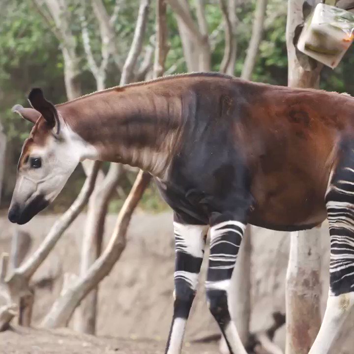 What's black and white and cute all over? Your new favorite animal 👇 Happy #WorldOkapiDay! https://t.co/uheL2qZtx7