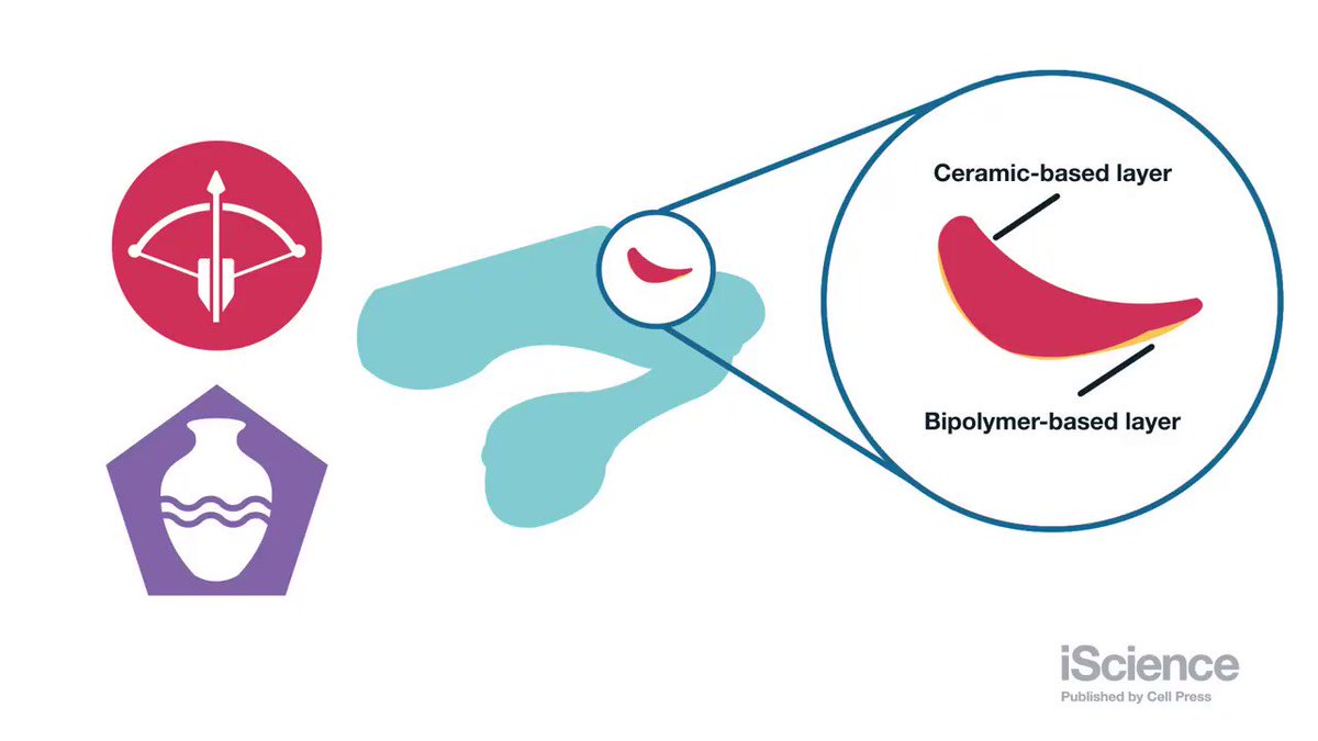 シャコさん 生物が繰り出すパンチとして最速というウワサ 時速80km パンチが速すぎて光る 水中でキャビテーション発生 Togetter