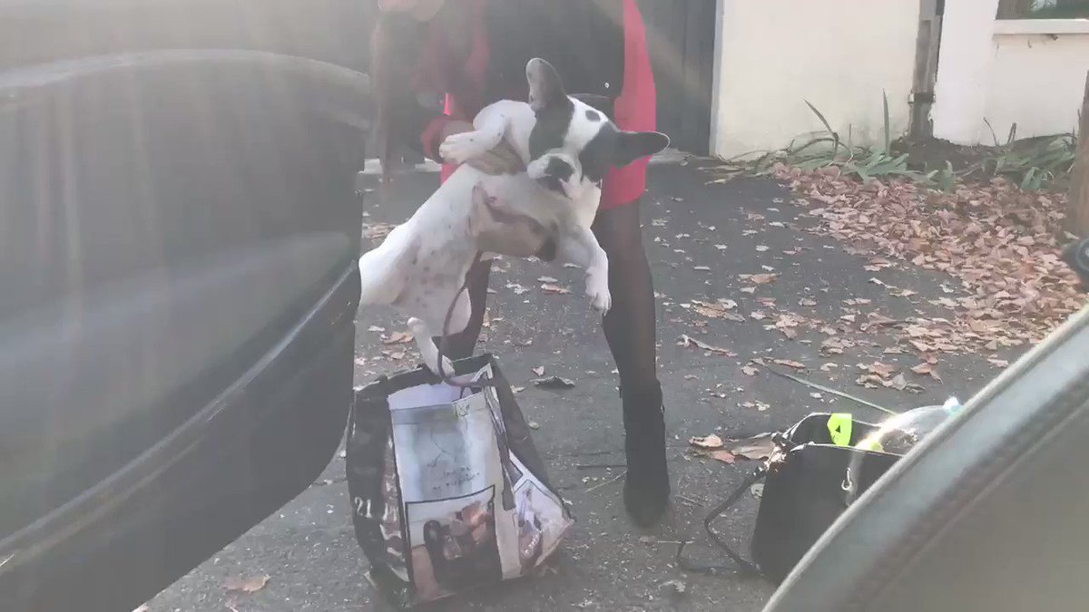Chavanne Solene (@SoleneChavanne) on Twitter photo 2018-10-21 14:31:41 Quand @alexandrablanc3 essaye de mettre son chien dans un sac😂😂😂 Quand @alexandrablanc3 essaye de mettre son chien dans un sac😂😂😂
