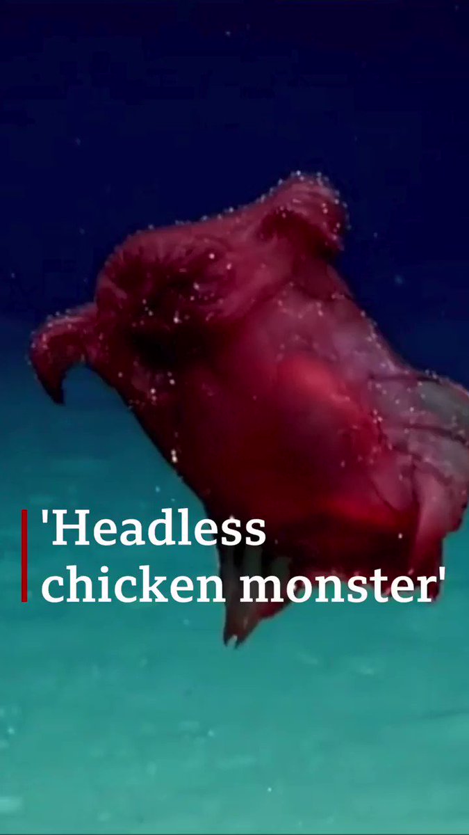 This headless chicken is the deep-sea 'monster' of our dreams