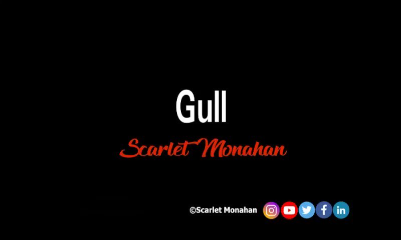 Gull. #poetry #poet #writer #art #poetrycommunity #poetrywriter #ScarletMonahan #love #words #seagull #gulls 27