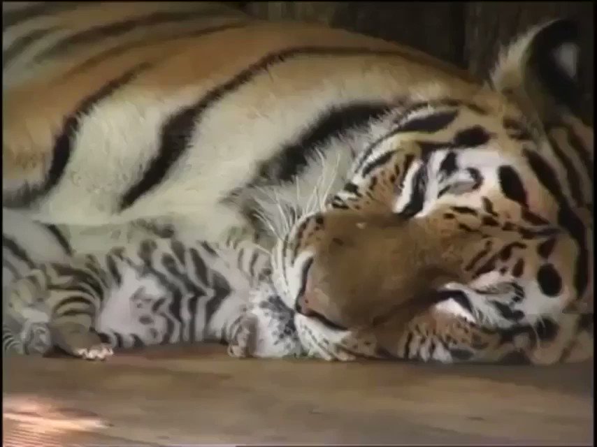 “just a baby tiger dropping in to brighten your day😊 https://t.co/l6MLYPkB...