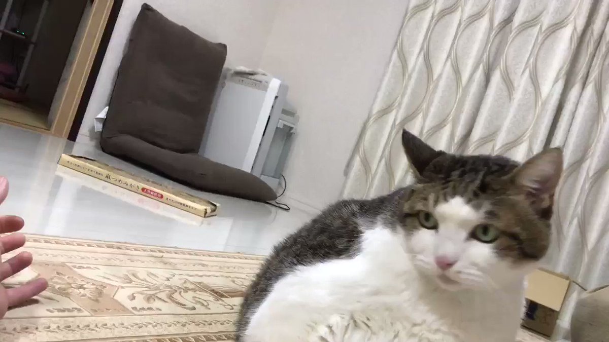 甘える猫ちゃんの破壊力 手を ワキワキ すると倒れてくる猫ちゃんが最高にかわいい ねとらぼ