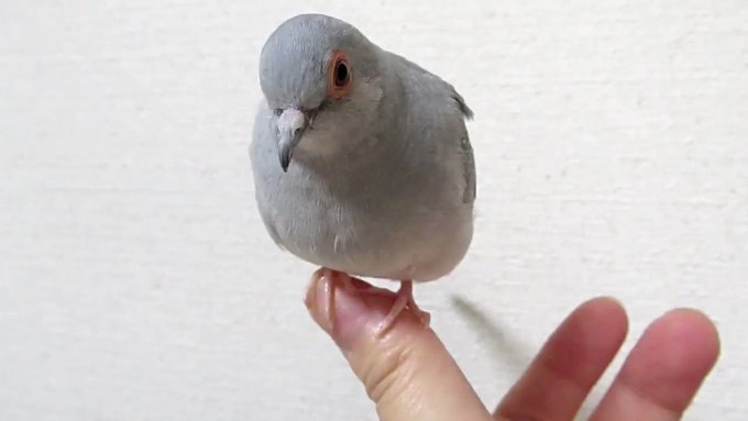 75 可愛い 鳩 最高の花の画像 75 可愛い 鳩 最高の花の画像