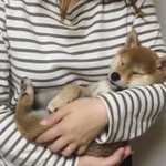 柴犬の可愛すぎる寝顔に癒された!この姿はもはや人間w