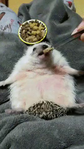 We aren't advertising anything this time. Please enjoy this little hedgehog.