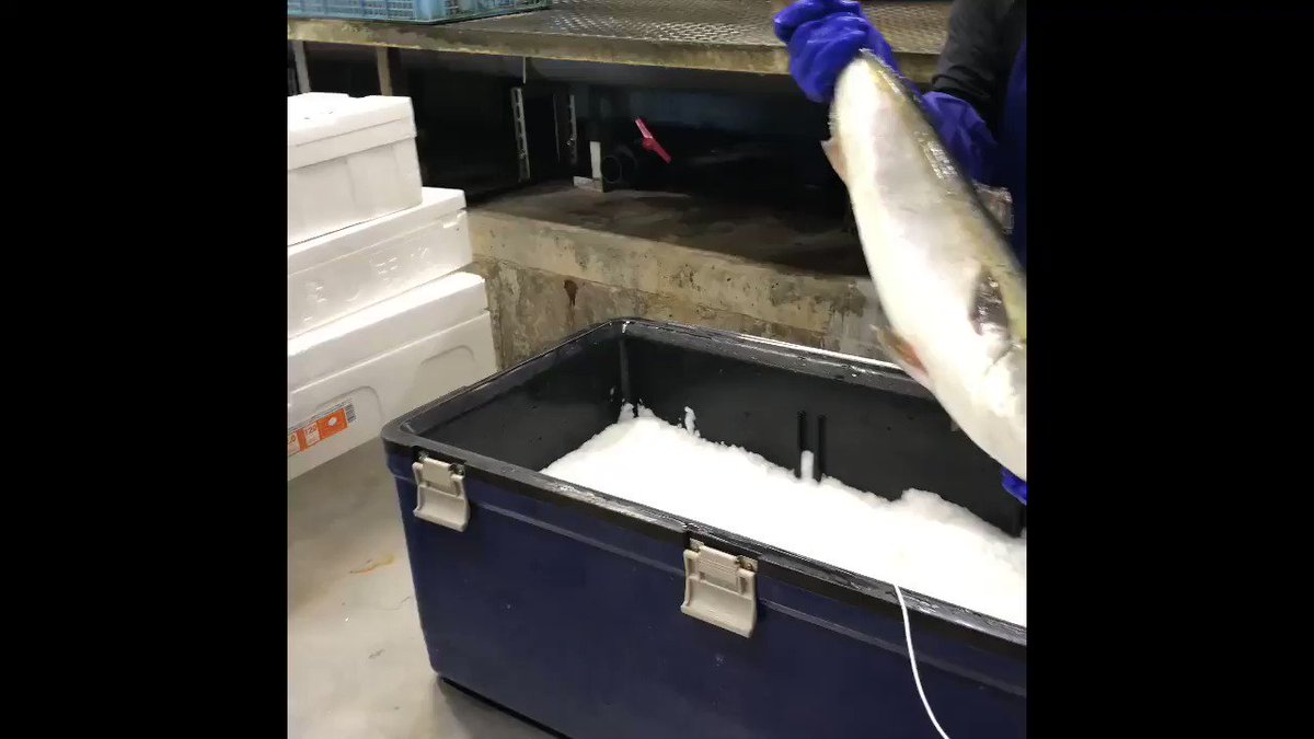 魚を冷凍しても生きてる？？ｗ日本の技術は素晴らしい！！