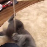 やっぱり猫は気まぐれ？？飽きるの突然すぎ!
