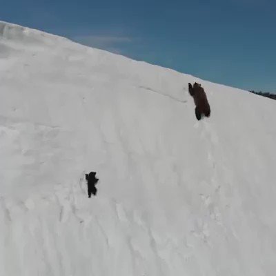 雪山の急斜面を登るクマの親子・・・自然は過酷です・・・子グマがんばれ！