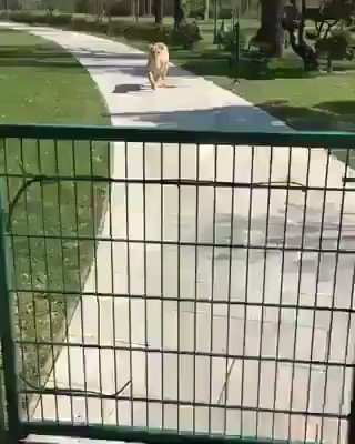 Because a lot of things suck right now, please enjoy these lions' amazing reaction seeing woman who hand-reared them... for the first time in seven years.
