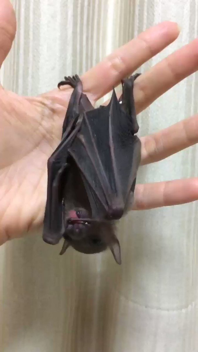 ナイトグライダーズ Nightgliders Twitter ナイトグライダーズ Nightgliders Twitter
