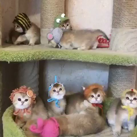 可愛過ぎる子猫たち！たくさんの天使が心を癒してくれます！