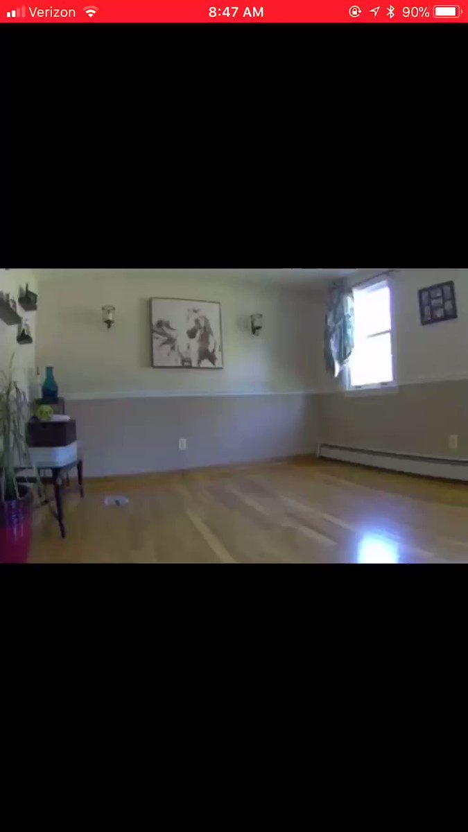 Brandon Ruiz On Twitter When Your Dog Is Blind Af And You Move