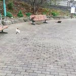 【にゃんこへの階段】大きい順に並んだ猫の親子に萌え死に注意報発令中