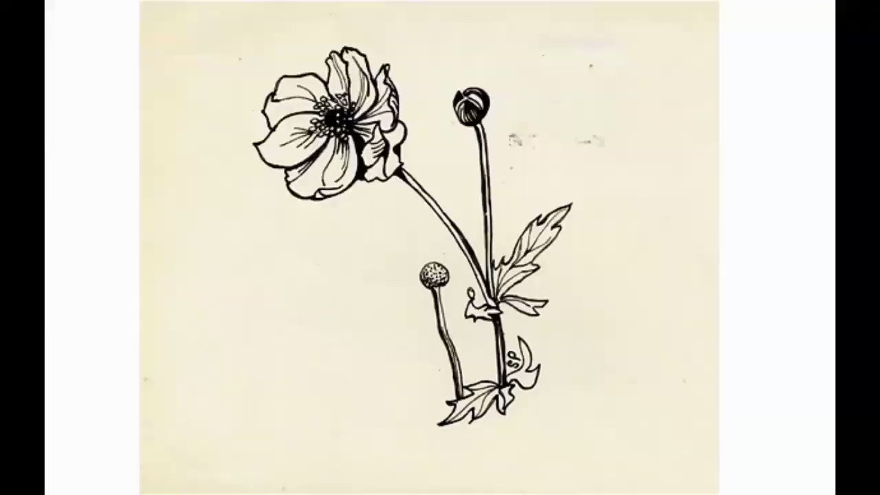 Drawings Sylvia Verlag