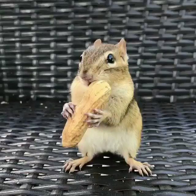 これ食べたいねん・・・リスが必死に頬張っている姿が可愛すぎ！
