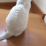 階段から２回落ちた飼い主を思ってネコがとる行動がスゴい!階段をエスコート!ｗ