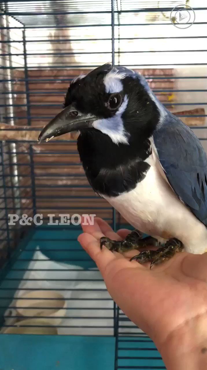 P C Leon 小鳥専門店 コリーカンムリサンジャクさん そのままだと名前が長いのでコリン君 とカリンちゃん と呼ぶことに ｪ 動画はカリンちゃん コリーカンムリサンジャク T Co 6x6t7bajhh Twitter