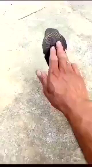 bruh wtf I’ve never heard a snake purr