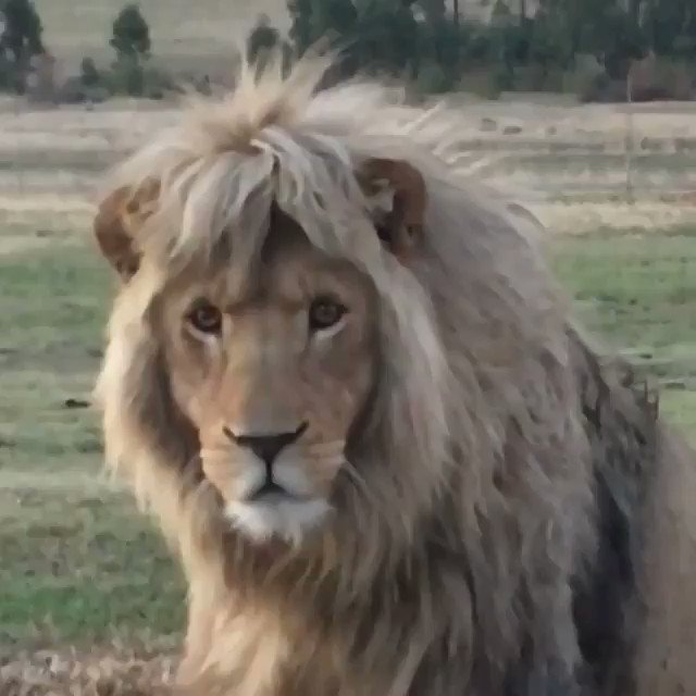 Wait for it... 🦁❤