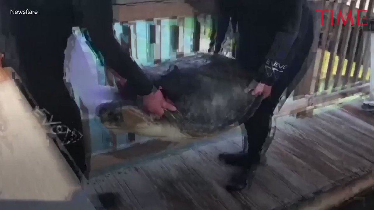 Amputee turtle swims again thanks to new prosthetic fin