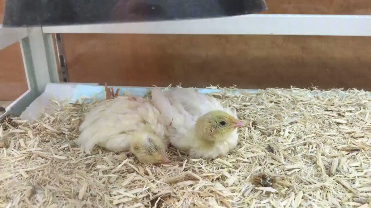 うずらの寿命とは ペットとして飼う際の長生きさせるコツや注意点も 女性のライフスタイルに関する情報メディア