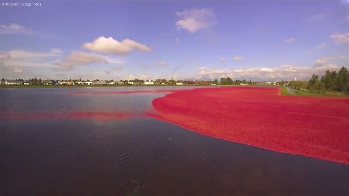 Водоем который окрашивается в нежно розовый цвет. Красные водоемы в России. Северная клюква Канада. Водоем в России Окрасился в красный. Здания на берегу водоемов окрашенные в красный цвет.