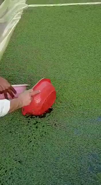 O Xrhsths عبدالرحمن عبدالله المهاوش Sto Twitter الحمدلله اول محصول من الازولا