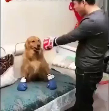 chame seu cachorro pra porrada