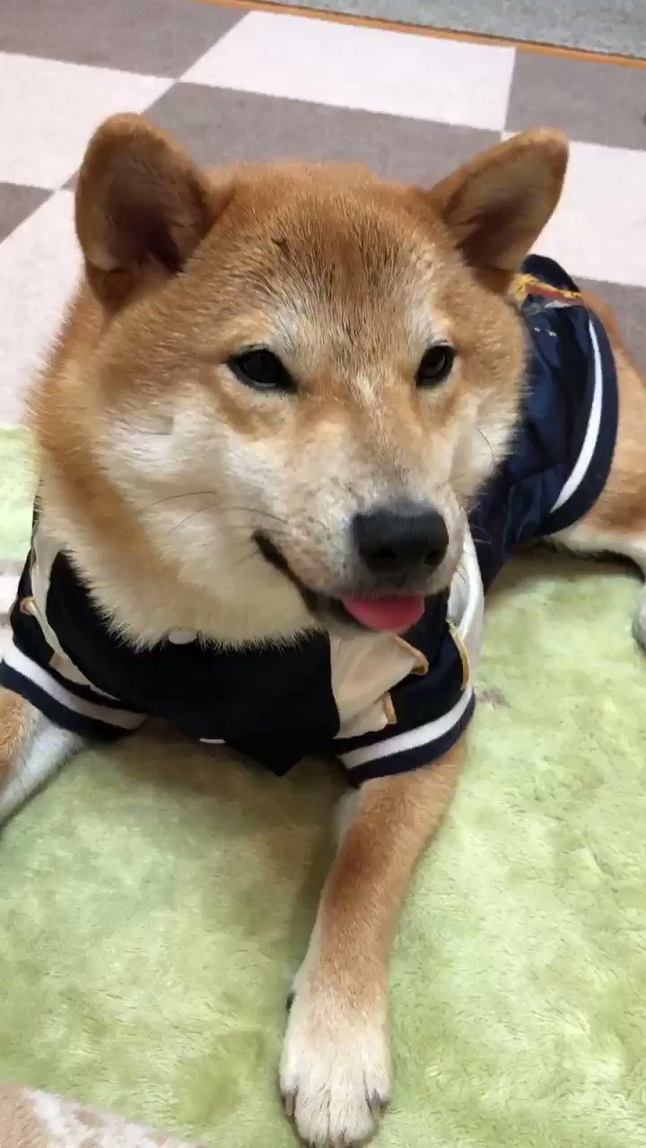 しゃべる犬 Twitter Search Twitter