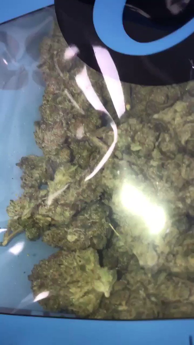 Berner On Twitter This Is What A 150 Ounce Of Our Sun Grown Snowman Looks Like Cookiesmelrose Maywood Is Fully Loaded