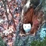 これは反則級の可愛さ!木の中からひょこひょこ顔を出すオコジョの癒し動画!