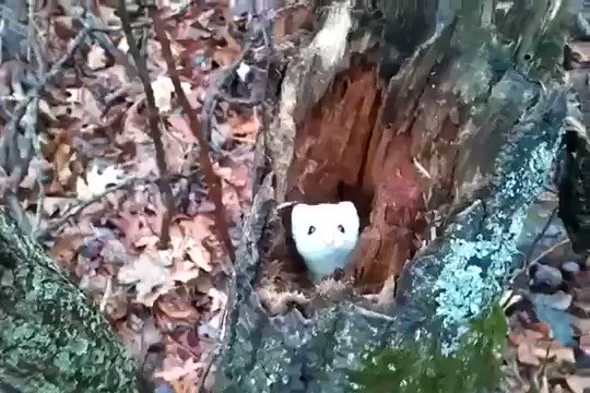 【動画】森の中で出会ったオコジョさん。ちょっとお宅訪問させて下さい！のサムネイル画像