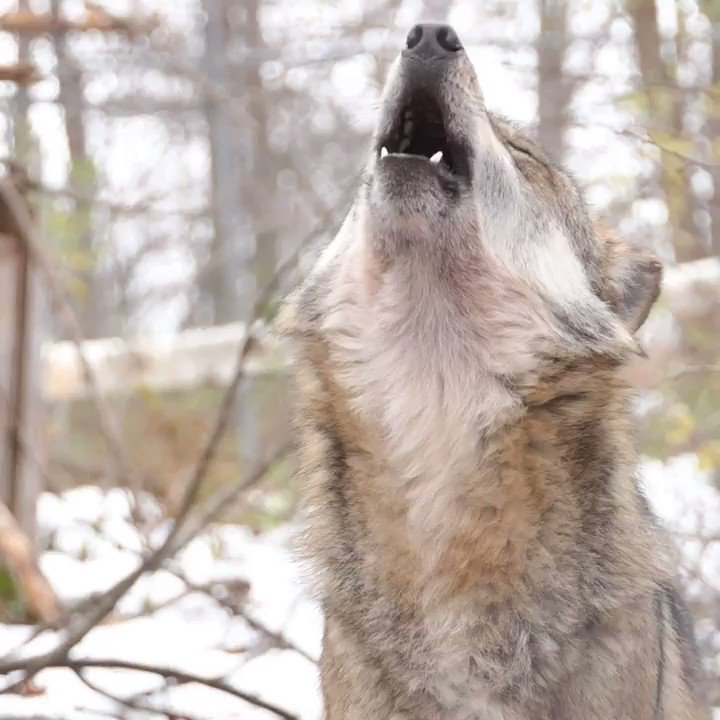 A howl’s long low pitch is well suited for long distance transmission. But when wolves seek to warn family members of danger, they bark-howl. (feat Mexican gray wolf Magdalena (aka F1345) #BeWolfAware #savethelobo