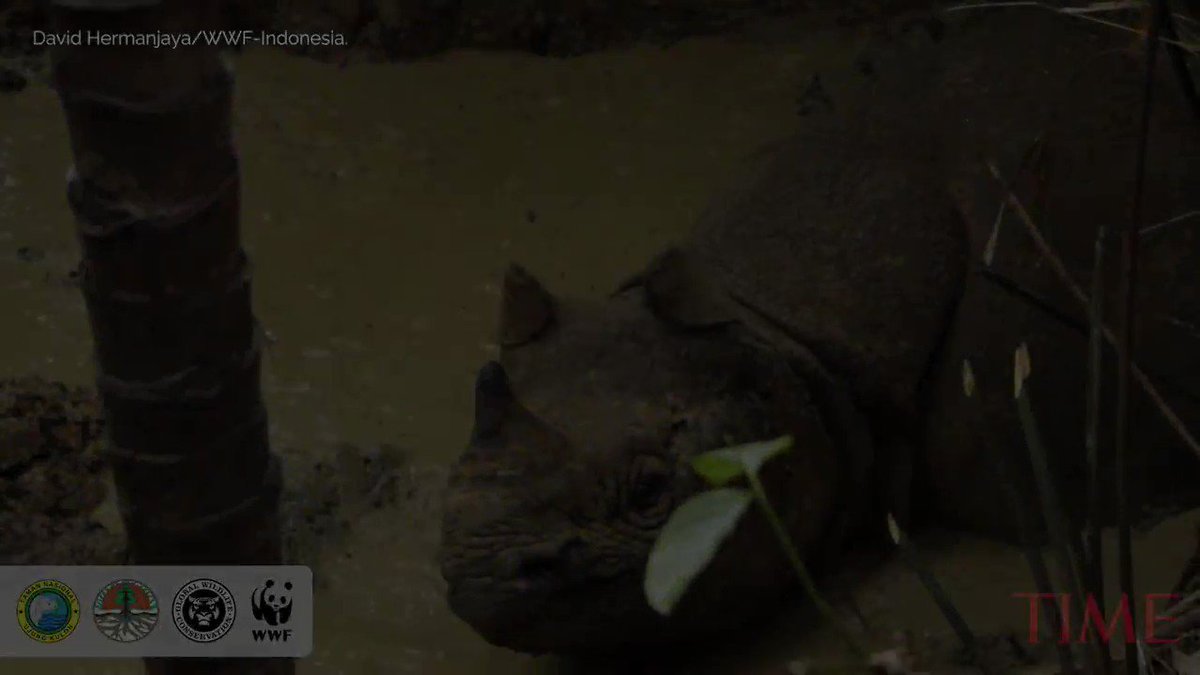 How photographer Robin Moore captured footage of the world's most endangered rhino http://mag.time.com/RpMTxSW