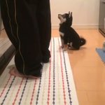 柴犬の子犬の可愛さが・・・特にしっぽ振る姿が半端なくヤバいです!
