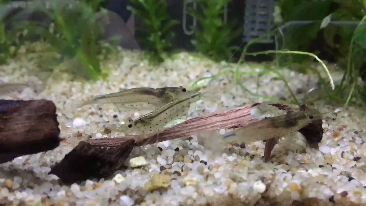 水槽や熱帯魚の引越し料金相場 水槽引越し専門業者の探し方を詳しく解説 引越し宣言 水槽や熱帯魚の引越し料金相場 水槽引越し専門業者の探し方を詳しく解説 引越し宣言
