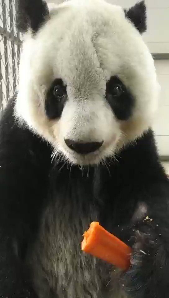 Tap to open a Gao update. We're happy to report this papa bear is in good health and thriving in China. #GoGoGao https://t.co/YcvWNd4S5U