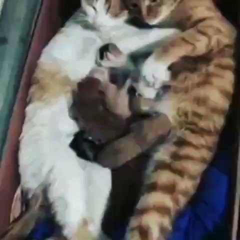 ♡ JV ♡ on Twitter Funny cute cats, Cute cats, Cute baby cats