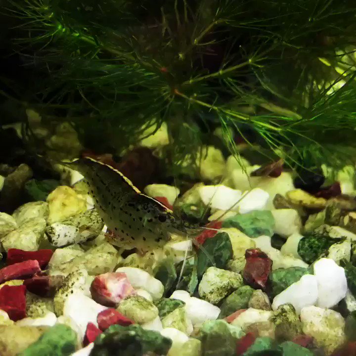金魚は巨大化する 衝撃の巨大金魚画像と 巨大化させる方法をご紹介 Kurashi No