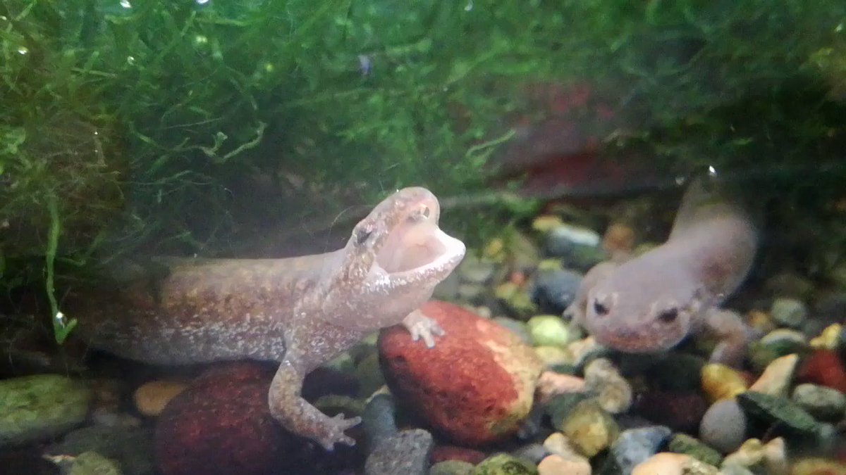 井の頭自然文化園 公式 トウキョウサンショウウオのあくびです 飼育員も初めて見ました T Co 6krrmrd16q Twitter 井の頭自然文化園 公式 トウキョウサンショウウオのあくびです 飼育員も初めて見ました T Co 6krrmrd16q Twitter
