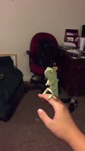 激かわ 動物 シャボン玉で遊ぶカメレオン 動物 激かわ 動物 シャボン玉で遊ぶカメレオン 動物