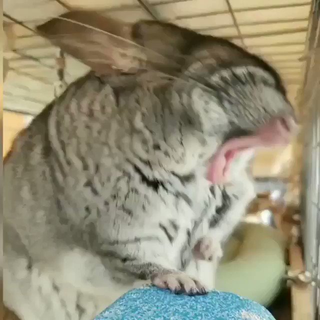 Ian Laking on Twitter "anyway here’s a chinchilla have a big yawn 🤗